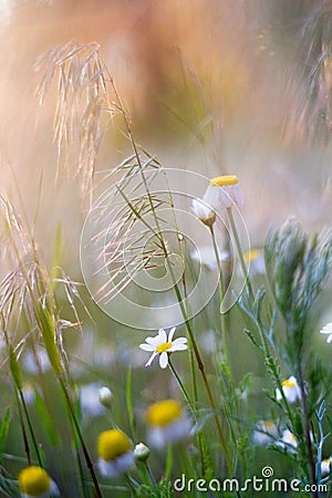 Wild daisies chamomiles in the forest with natural sunlight Stock Photo